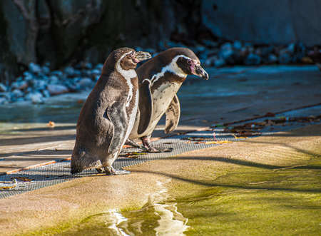 Two Humboldt penguins (Spheniscus humboldti) in a zoo.の写真素材