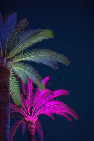 Palms lit by neon lights at night.の写真素材