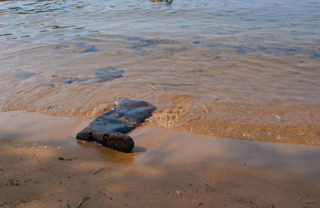 One wellington washed ashore on a beach.