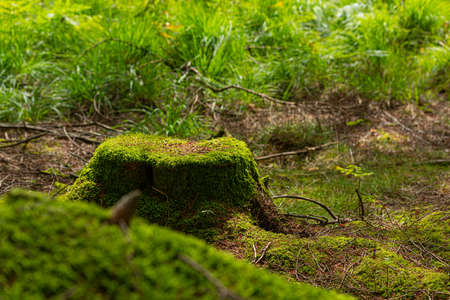 Tree stub covered in green, soft moss.
