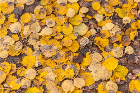 Yellow autumn leaves lying on the ground.の写真素材
