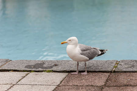 Sea gull standing by a pool.の写真素材