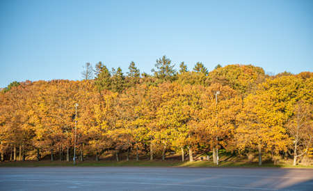 Forest in a park with yellow leaves.の写真素材