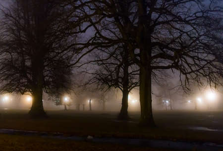 Dark, damp and foggy night in the park. Large trees and street lamps.の写真素材
