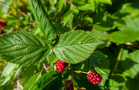 Closeup of Wild blackberries (Rubus fruticosus) with a yellow 22 spotted ladybird beetle (Psyllobora vigintiduopunctata) on a leaf.の写真素材