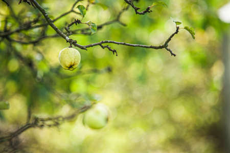 Green apples on an old apple tree.の写真素材