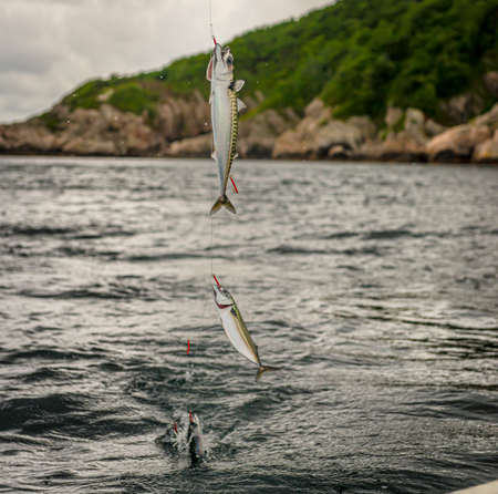 Fishing mackerel. Four fishes on for hooks being pulled out of the water.