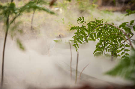 Green ferns in a humid mist.