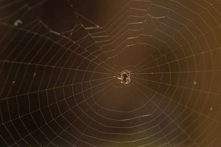 Small spider in it's web on brown background.