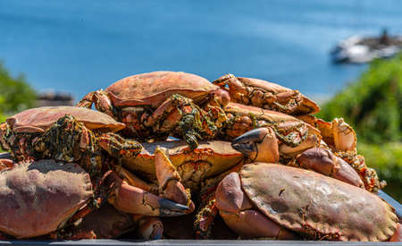 Cooked brown crabs on a tray ready to be eaten (Cancer pagurus).の写真素材