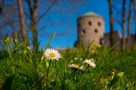 Kungälv, Sweden - April 20 2014: Flowers in the park outside Bohus fortress.のeditorial素材