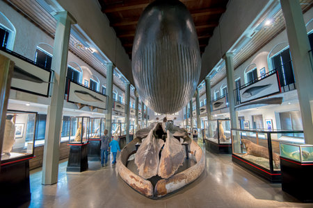 Sandefjord, Norway - July 18 2015: Blue whale skeleton and replica at the whaling museum in Sandefjordのeditorial素材