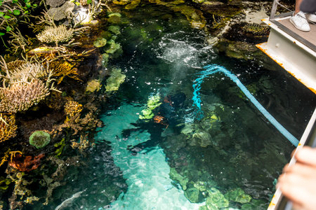 Lisboa, Portugal - July 25 2016:  diver cleaning an aquariumのeditorial素材