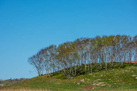 Trees on a green hill by a farm.の写真素材