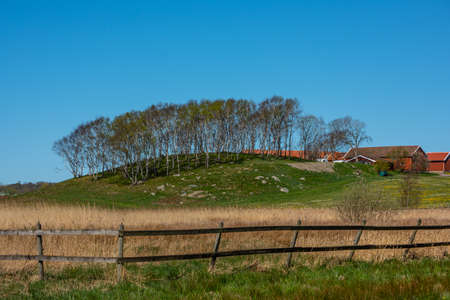 Trees on a green hill by a farm.の写真素材
