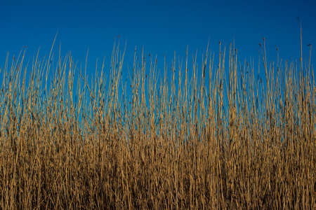 Brown reeds stretching towards the sky.の写真素材