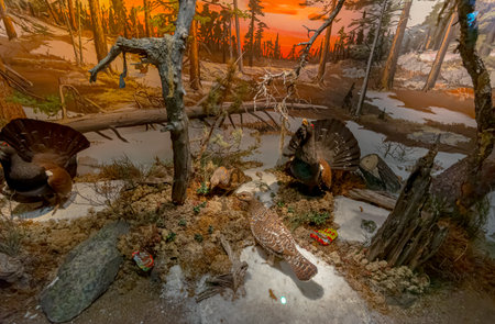 Oslo, Norway - January 13 2018: Diorama of capercaillie, Tetrao urogallus, with plastic trash at the natural history museum.のeditorial素材