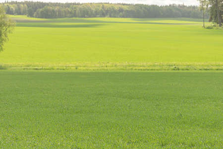Green fields in beautiful summer sunshine..