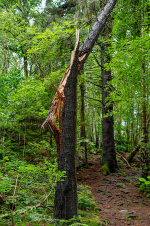 Lightning stricken tree. Trunk split apart..