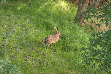 A mountain hare (Lepus timidus) in green grass under a tree..