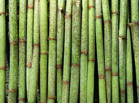 Stems of invasive Japanese knotweed (Fallopia japonica).の写真素材