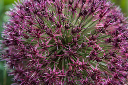 Flower of allium in a park