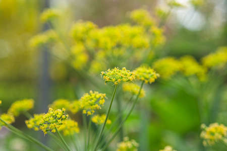 Yellow alyssum in a park