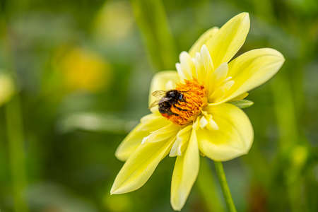 Flower of a Dahlia Clair de lune