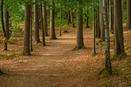 walking path through a forest at fall