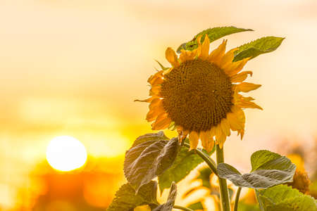 Helianthus sunflower at a glowing sunsetの写真素材