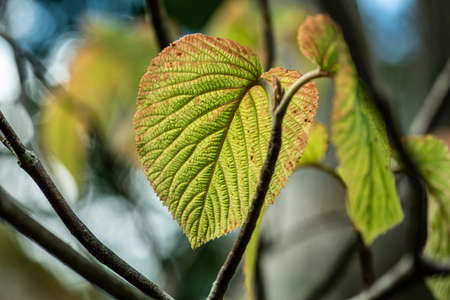Green leaves on a tree at fall