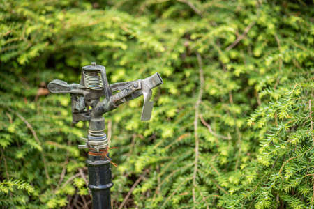 Water sprinkler mounted in a park
