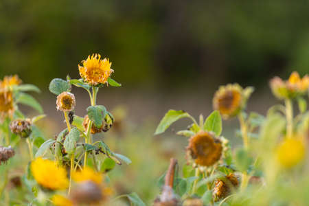Sad sunflowers in a field at sunset