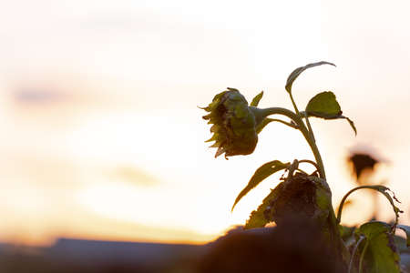 Sad sunflower in a field at sunset