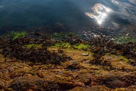A crab finding its way over cliffs to the seaの写真素材