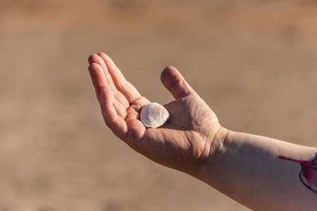Hand holding a white sea shell