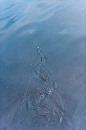 Grass snake grass snake Natrix natrix swimming in a lake