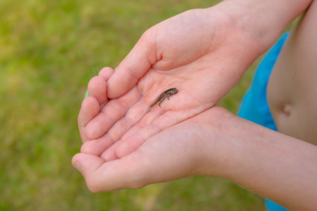 A frog tadpole with developed limbs held in a handの写真素材