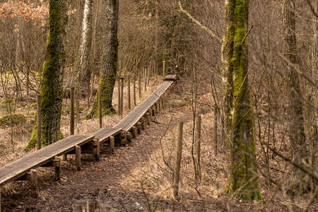 A boardwalk through the forest at fallの写真素材