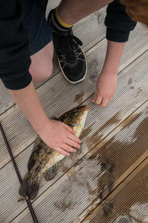 Pulling a hook out of the mouth of a freshly caught fishの写真素材