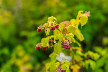 A branch with ripe, wild raspberries.