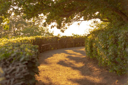 Low sun creating long golden shadows ar a curved path in a park.