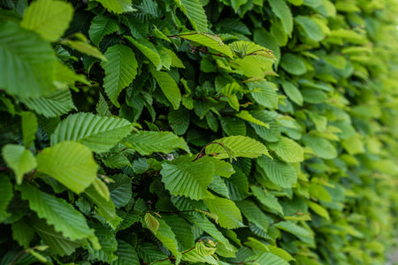 close up view of dense leaves of a green hedge