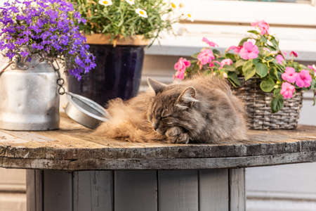 Grey furry cat resting on a tableの写真素材
