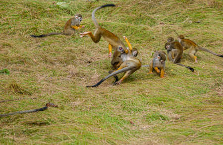 Squirrel monkeys playing with each otherの写真素材