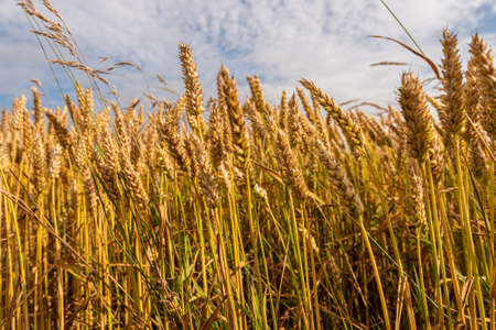 Close up of wheat in a field