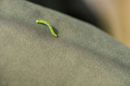 Green maggot glimbing along a jacket