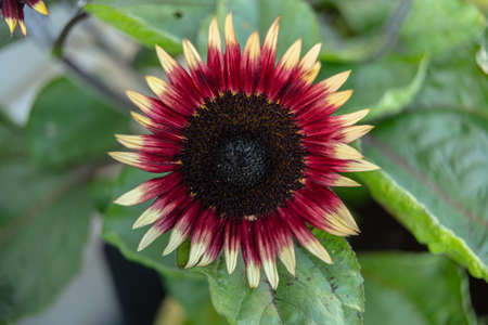 Helianthus annuus Red sunflower blossomingの写真素材