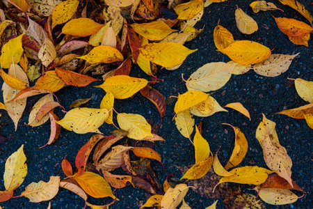 A yellow and orange leaves on dark, rainy asphalt