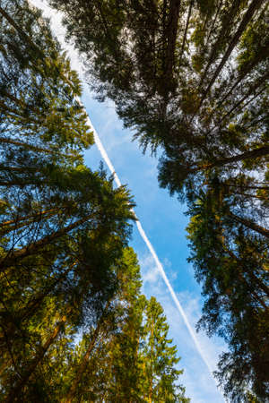 condensation trails from an airplane over tree tops in a forest